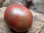 DWARF TENNESSEE SUITED NEW TOMATOES