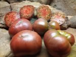DWARF WILD SPUDLEAF BICOLORED TOMATOES