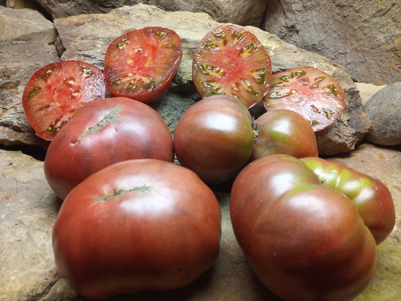 Dwarf Wild Spudleaf Tomato-Bounty Hunter Seeds-Heirloom Seeds