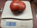 DWARF WILD SPUDLEAF NEW TOMATOES