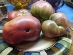DWARF WILD SPUDLEAF TOMATO