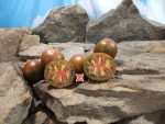 Dices Mystery Black Tomato Seeds