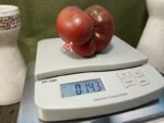 Dwarf Black Angus Tomato.