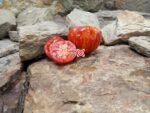 Dwarf Pixie Stripes Dwarf Tomato Seeds.