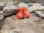 Dwarf Pixie Striped Tomato.
