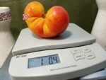 Dwarf Russian Swirl Tomato.
