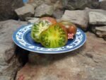 Dwarf Spud Viper Tomato.