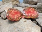 Dwarf Tennessee Suited Tomato - Image 3