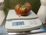 Dwarf Tennessee Suited Tomato.