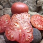 ELGIN PINK INDETERMINATE TOMATOES