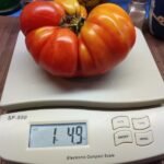 ELI 1 POUND PLUS TOMATOES