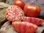 ELI CANNING TOMATOES