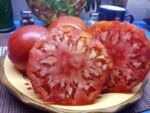 ELI INDETERMINATE TOMATOES