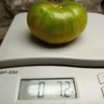 Esmeralda Golosina Tomato