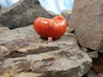 Eli Tomato.