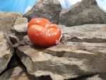 Eli Tomato Seeds.