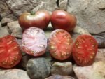 FRANKENSTIEN BLACK NEW TOMATOES
