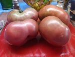 FRANKENSTIEN BLACK SANDWICH TOMATOES