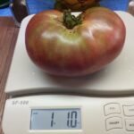 Frankenstein Black Tomato