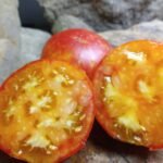 Freckled Child Tomato