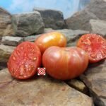 Firebird Sweet Dwarf Tomato