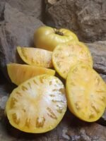 GARY'S GOLDEN BEAR BEEFSTEAK TOMATOES