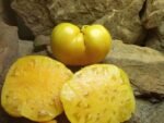 GARY'S GOLDEN BEAR INDETERMINATE TOMATOES
