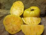 GARY'S GOLDEN BEAR SANDWICH TOMATOES