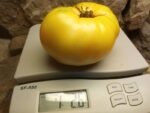 GARY'S GOLDEN BEAR TOMATO