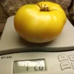 GARY'S GOLDEN BEAR TOMATO