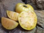 GARY'S GOLDEN BEAR YELLOW TOMATO
