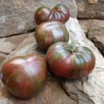 GGWT (Girl Girls Weird Thing) Tomato