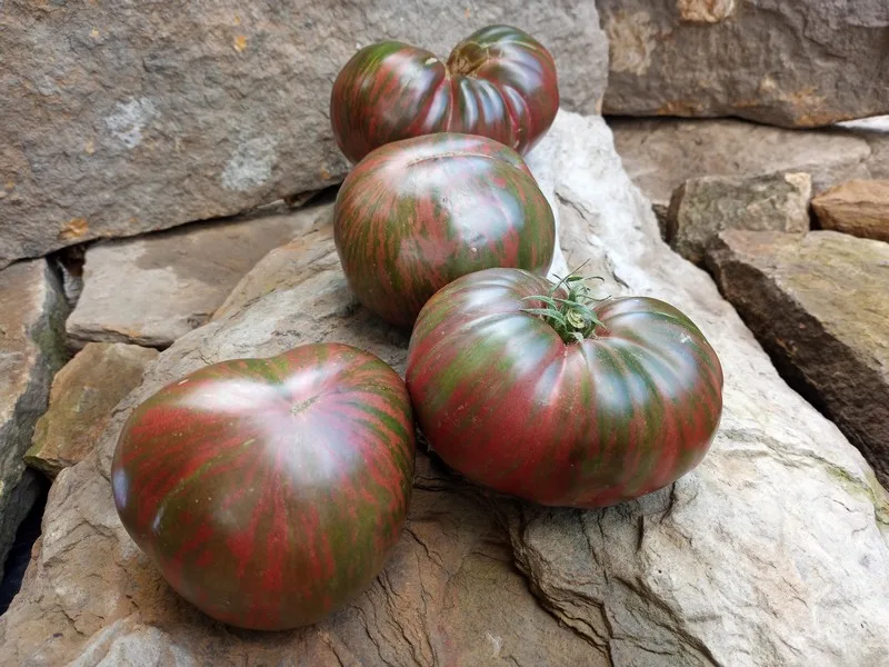 GGWT (Girl Girls Weird Thing) Tomato