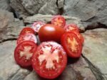 GIFT FROM WOODLANDS INDETERMINATE TOMATOES