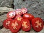 GIFT FROM WOODLANDS NEW TOMATOES