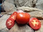GIFT FROM WOODLANDS TOMATOES