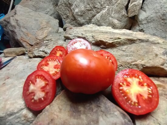 GIFT FROM WOODLANDS TOMATOES