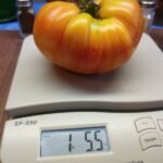 GOLD MEDAL 1 POUND PLUS TOMATO