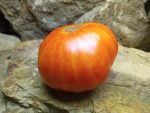 GOLDEN CHEROKEE BICOLORED TOMATO