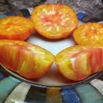 GOLDEN CHEROKEE INDETERMINATE TOMATOES