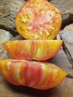 GOLDEN CHEROKEE NEW TOMATOES