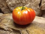 GOLDEN CHEROKEE OPEN POLLINATED TOMATOES