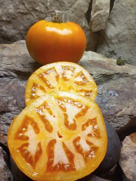 GOLDEN JUBILEE BEEFSTEAK TOMATO