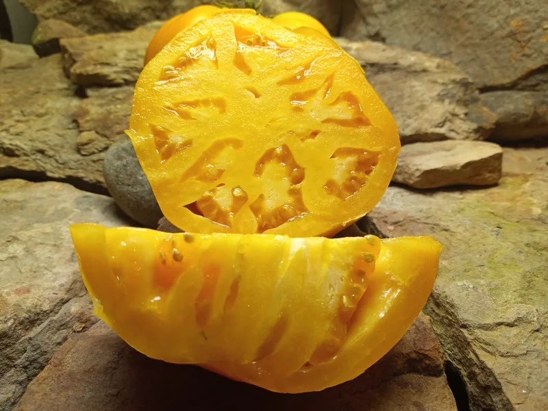 GOLDEN JUBILEE INDETERMINATE TOMATOES