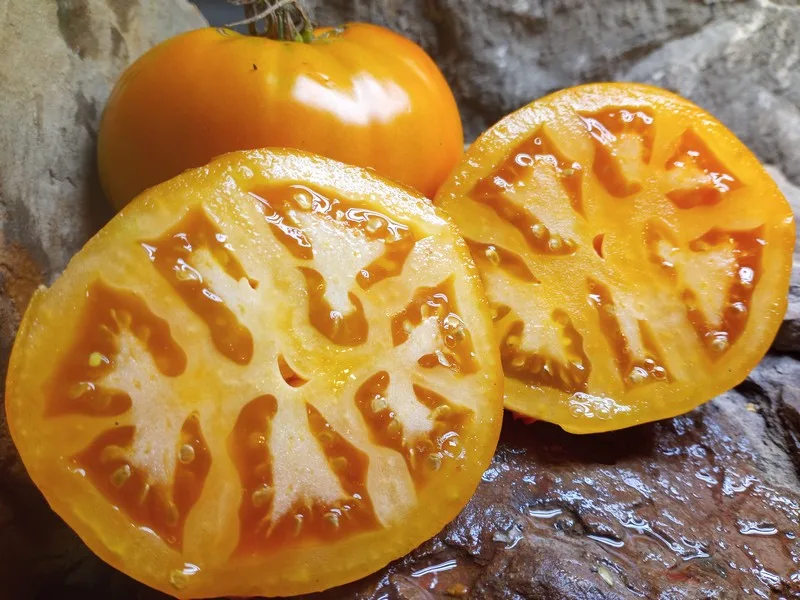 GOLDEN JUBILEE TOMATOES