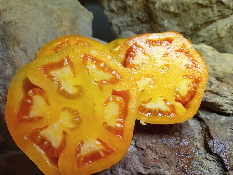 GOLDEN JUBILEE SLICING TOMATOES