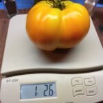 Golden Jubilee Tomato