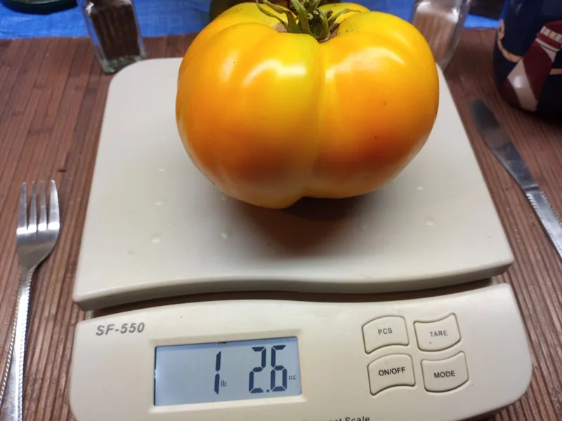 Golden Jubilee Tomato