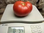 GOOSE CREEK INDETERMINATE TOMATO