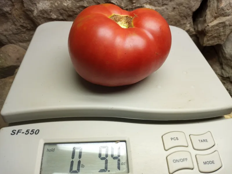 GOOSE CREEK INDETERMINATE TOMATO